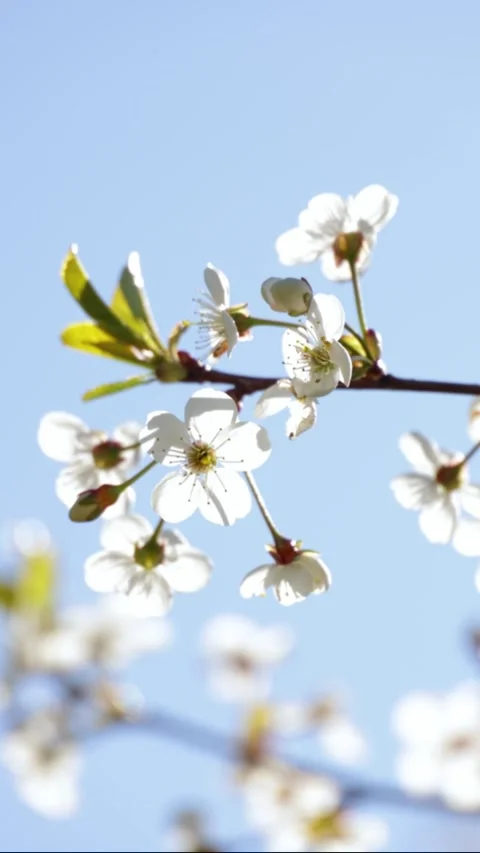 Cherry blossoms. White cherry blooming on a branch against blue sky Stock Footage 306653176