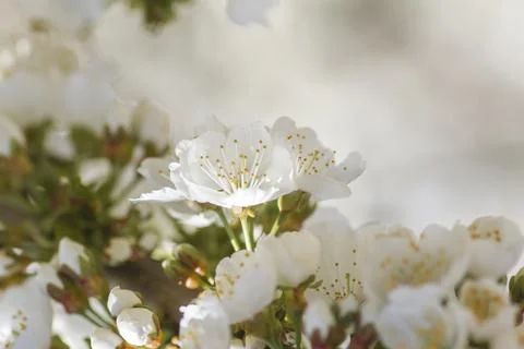Cherry blossoms white flowers Stock Photos