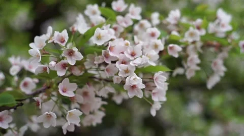 Cherry blossoms white tree movement . Stock Footage 49214417