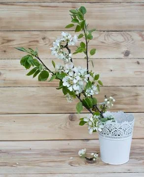 Cherry blossoms in a white vase on a rustic background. Stock Photos