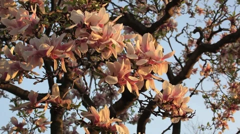 CHERRY-BLOSSOMS-IN-WIND-SUNSET-CU Stock Footage 947127