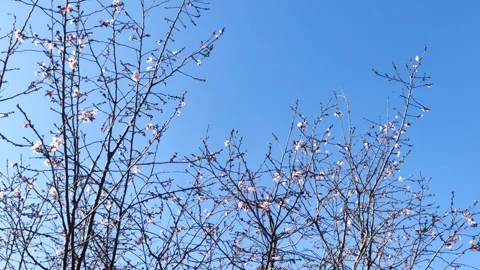 Cherry blossoms in winter. Winter sakura. Japan. 스톡 동영상 262752566