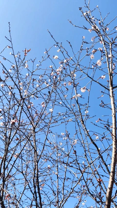 Cherry blossoms in winter. Winter sakura. Japan. Video stock 270708026