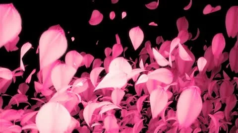 CHERRY BLOSSOMS WIPE ALFA HD 스톡 동영상 10793307