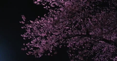 Cherry blossoms in Wuhan in spring Vídeo Stock 232082487