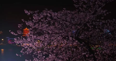 Cherry blossoms in Wuhan in spring Stock Footage 232082687