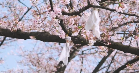 Cherry blossoms in Wuhan in spring Stock Footage 232083356