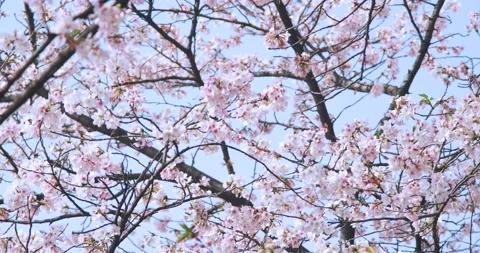 Cherry blossoms in Wuhan in spring Stock Footage 232084003