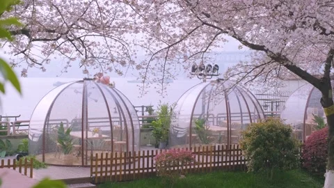 Cherry blossoms in Wuhan in spring Stock Footage 232084497