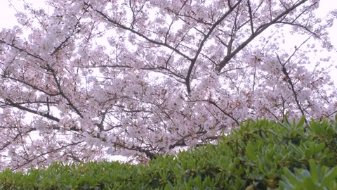 Cherry blossoms in Wuhan in spring Vidéo 232085407