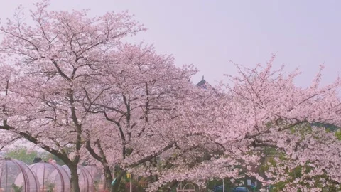 Cherry blossoms in Wuhan in spring Vidéo 232085569