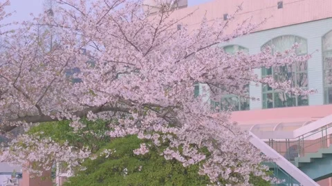 Cherry blossoms in Wuhan in spring Stock Footage 232085592