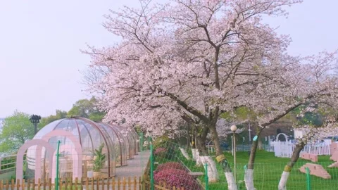 Cherry blossoms in Wuhan in spring Vídeos de archivo 232085885