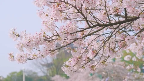 Cherry blossoms in Wuhan in spring Stock Footage 232086107