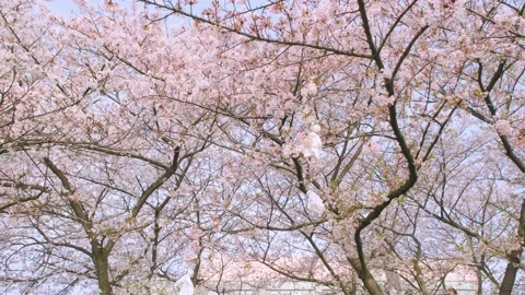 Cherry blossoms in Wuhan in spring Stock Footage 232086138