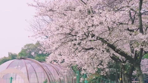Cherry blossoms in Wuhan in spring Vídeo Stock 232086359