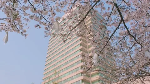 Cherry blossoms in Wuhan in spring Vídeos de archivo 232086460