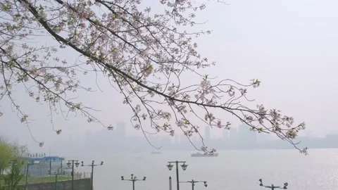 Cherry blossoms in Wuhan in spring Stock Footage 232086550