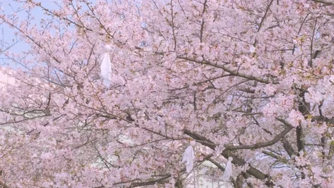 Cherry blossoms in Wuhan in spring Video stock 232087335