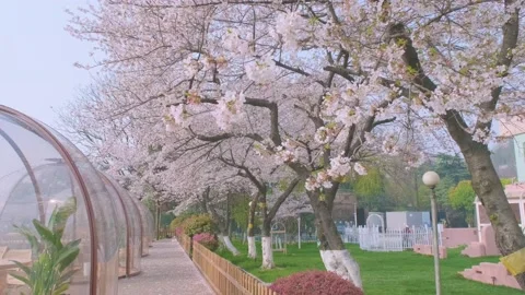 Cherry blossoms in Wuhan in spring Video stock 232087495