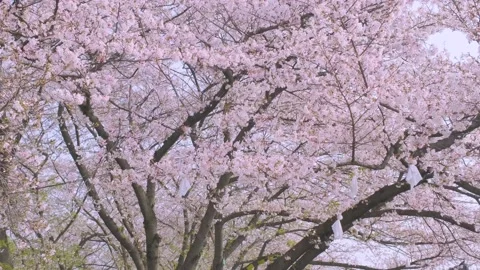 Cherry blossoms in Wuhan in spring Stock-Footage 232087514