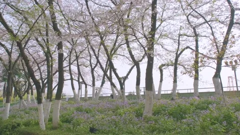 Cherry blossoms in Wuhan in spring Stock Footage 232087550
