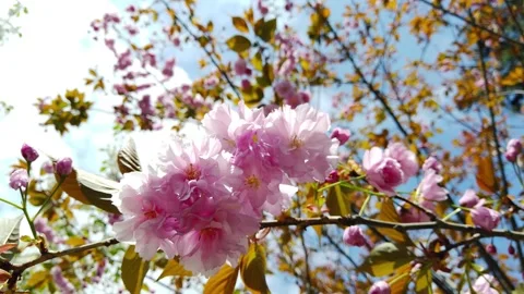 Cherry Blossoms (Yaezakura) in the Spring Stock Footage 264008063