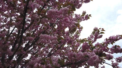Cherry Blossoms (Yaezakura) in the Spring Stock Footage 264008989