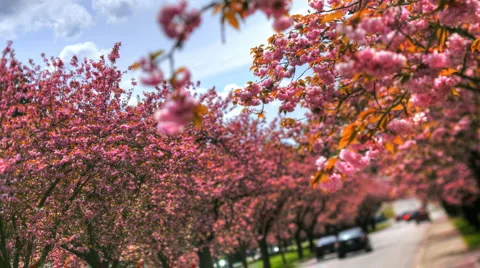 Cherry Blossoms1 Stock Footage 1098446