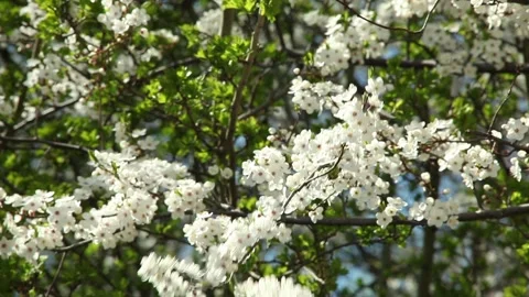 Cherry blossoms1 Stock Footage 90293633