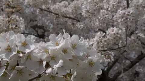 Cherry blossoms1 - rack focus 4K Stock Footage 105878592