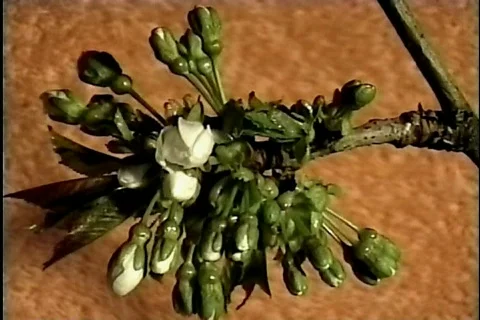 Cherry blossoms2 Video stock 872513