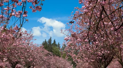 Cherry Blossoms2 Stock Footage 1098619