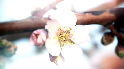 Cherry blossoms_close up Vidéo 35759799