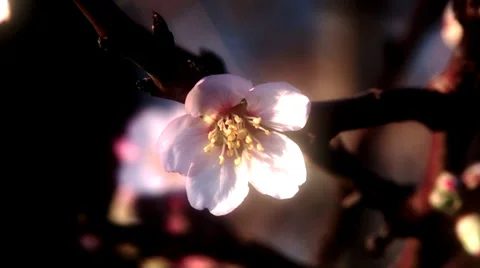 Cherry blossoms_close up Vidéo 35760093