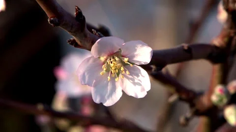 Cherry blossoms_close up Stock Footage 35762108
