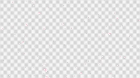 Cherry Blossom(Sakura) Petals Falling with alpha channel for overlays Stock Footage 237118387