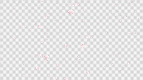 Cherry Blossom(Sakura) Petals Falling with alpha channel for overlays Stock Footage 237118750