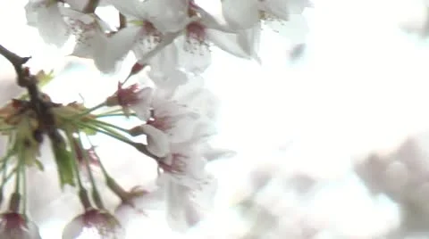 Cherry Blossoms,Sakura13 Stock Footage 22401112