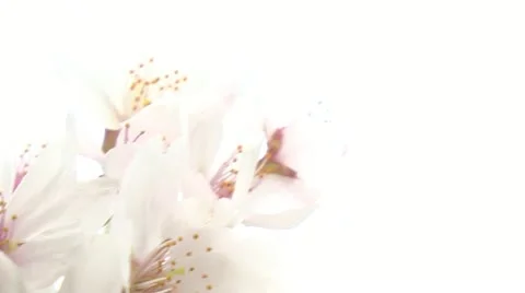 Cherry Blossoms,Sakura16 Stock Footage 22401774