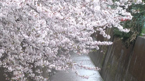 Cherry Blossoms,Sakura18 Stock Footage 22475790