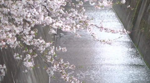 Cherry Blossoms,Sakura19 Stock Footage 22475707