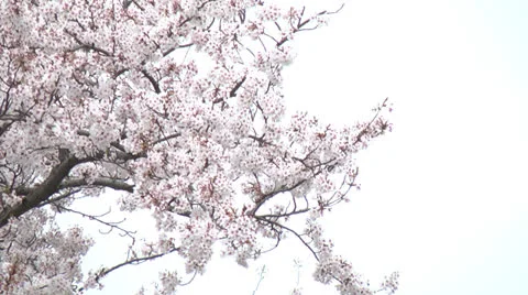 Cherry Blossoms,Sakura21 Stock Footage 22475729