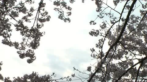 Cherry Blossoms,Sakura4 Stock Footage 22391955