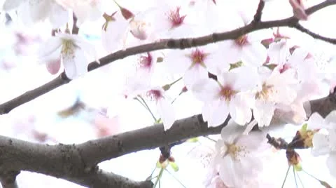 Cherry Blossoms,Sakura9 Stock Footage 22395684