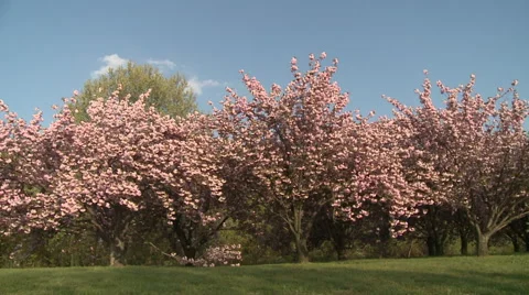 Cherry Blossoms...Spring Stock Footage 54711472