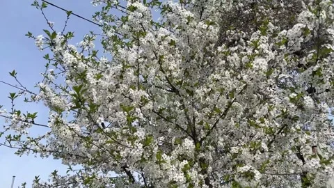 Cherry blossomsю 스톡 동영상 274178429