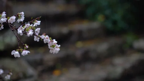 Cherry blosson in the rain. Stock Footage 129748861