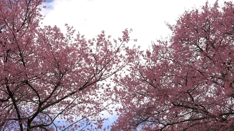 Cherry blosssom tree on blue sky and clouds Stock Footage 100892203