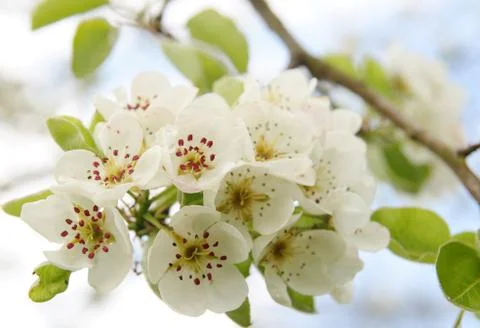 Cherry blosssoms with selective focus Stock-Fotos